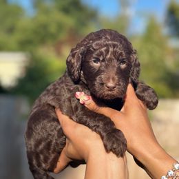 Ketchup - Chocolate female Goldendoodle puppy in Seattle, Washington from Dream Lake Doodles