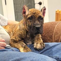 Purple Collar - Tiger female Perro de Presa Canario puppy in Pocahontas, Illinois from Cabeza Grande Kennel