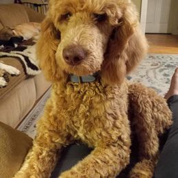 Poodle Puppies from Renders Poodles