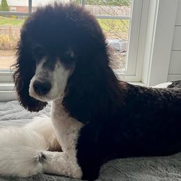 Romeo - Bernedoodle