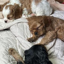 Cavalier King Charles Spaniels from CoLo Cavaliers