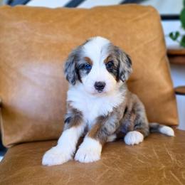 Honey - Blue merle female Bernedoodle puppy in Moses Lake, Washington from Macy Meadows Doodles