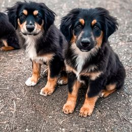 Miniature American Shepherd and Miniature Australian Shepherd Puppies from Whiskeytown Aussies