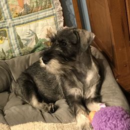 "Autumn" Standard Schnauzer Puppies from Stahlkrieger Standard Schnauzers