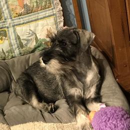 "Autumn" Standard Schnauzer Puppies from Stahlkrieger Standard Schnauzers