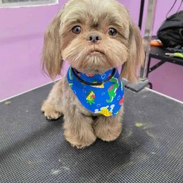Jimmy - Shih Tzu