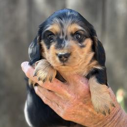 Blossom - Dapple female Dachshund puppy in California from Longboard Dachshunds