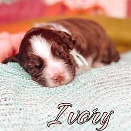 Ivory - Chocolate female Australian Labradoodle puppy in Decatur, Alabama from Southern Meadows Doodles