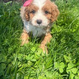 Betsy - Red female Cavapoo puppy in Mint Hill, North Carolina from DoodleForever