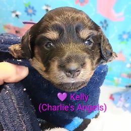 Kelly - Black and cream female Dachshund puppy in Bates City, Missouri from Gray Wall Dachshunds