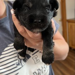 Joy - Black female Miniature Schnauzer puppy in Diamond Valley, Utah from JoJo's Schnauzers