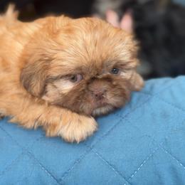 Winnie - Liver female Shih Tzu puppy in Berkeley Springs, West Virginia from Sandridge Shih Tzus