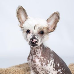 Chinese Crested Puppies from Jewels Chinese Cresteds