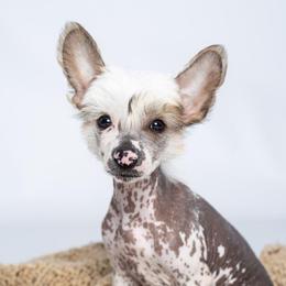 Chinese Crested Puppies from Jewels Chinese Cresteds