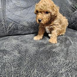 Milo - Apricot male Poodle puppy in Plano, Texas from Dogs lovers