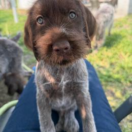 Grey male - Brown and gray male Wirehaired Pointing Griffon puppy in Williston, North Dakota from Little Muddy Griffons