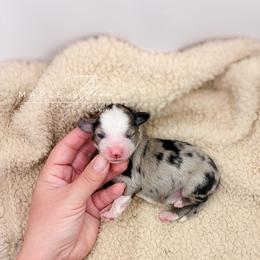 Boy 3 - Blue merle male Miniature Australian Shepherd puppy in Glen Rose, Texas from Maple Bloom Canine Co.