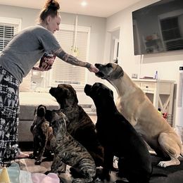 Great Dane Puppies from Ginger Danes