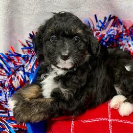Grey collar toy - Black tri-color male Aussiedoodle puppy in 32046, Florida from River Hill Ranch