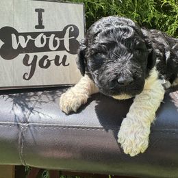 Ralph - Black male Labradoodle puppy in English, Indiana from Doodle Darlings