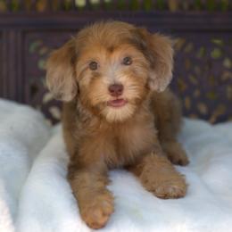 Bernedoodle and Cavapoo Puppies from Dulcito Doodles