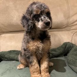 Sunny - Parti female Poodle puppy in Troy, New Hampshire from SP Standard Poodles