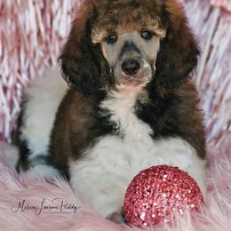 Poodle Puppies from Antigua Standard Poodles