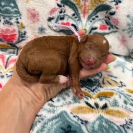 OLIPOP - Red  female Goldendoodle puppy in Macon County, North Carolina from Mountain Doodles