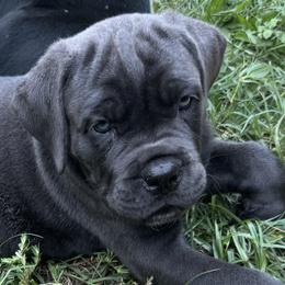 Girl 1 - female Cane Corso puppy in Haines City, Florida from Protectors in the Palms