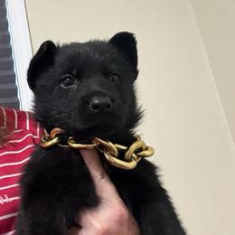 Raven - Black female German Shepherd puppy in Crossville, Tennessee from Raising the Bar German Shepherds