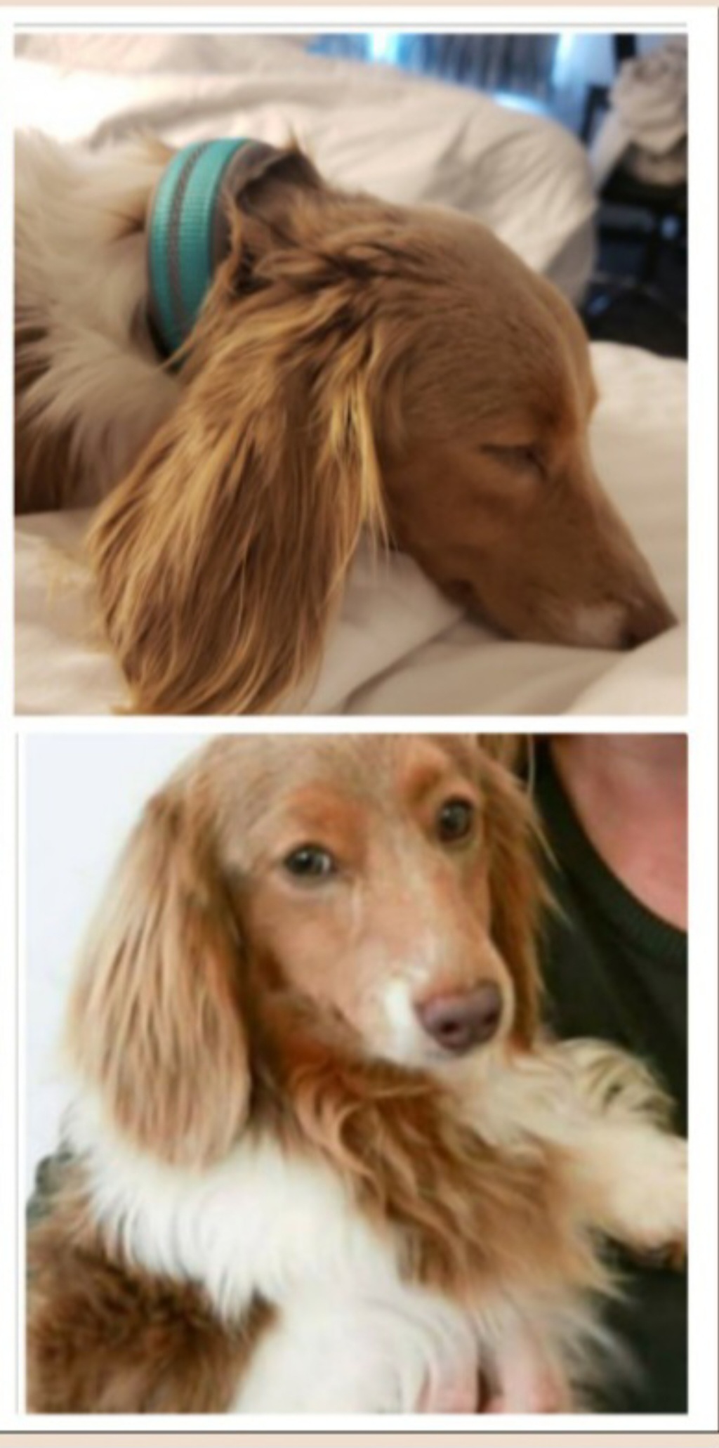 Henry - Dachshund