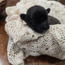 Data - Brown male Shichon puppy in Bradford, Ohio from Ted E. Bear Patch