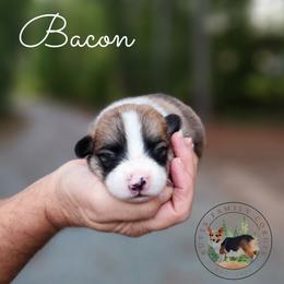 Bacon - Red male Pembroke Welsh Corgi puppy in Cameron, North Carolina from Butts Family Corgis