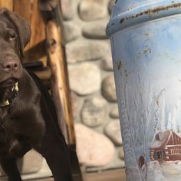 Labrador Retrievers and Poodles from Cody’s Sweet Water Kennels