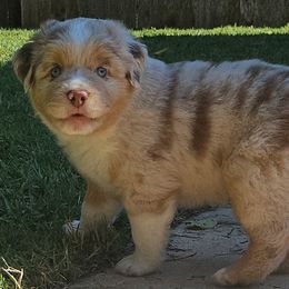 Miniature Australian Shepherds from Austin Aussies by Jody