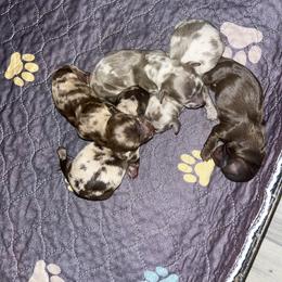 Dachshund puppies from Keeping it mini kennels