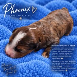 Phoenix - Sable male Bernedoodle puppy in Milton, Florida from Sutton Place Doodles
