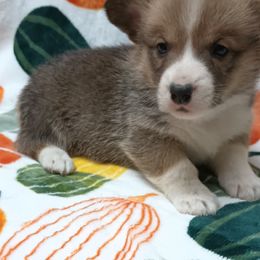 Pembroke Welsh Corgi Puppies from Episode Corgis