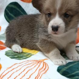 Pembroke Welsh Corgi Puppies from Episode Corgis