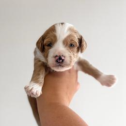 Loaf - Apricot male Goldendoodle puppy in Russell Springs, Kentucky from Milk & Honey Doodles
