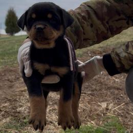 Purple and Pink - Black and rust female Rottweiler puppy in Brandenburg, Kentucky from Boss Rottweiler Haus