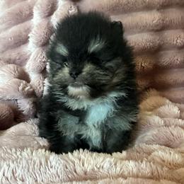 Briar - Blue and tan male Pomeranian puppy in Waterloo, Indiana from Garcias Pomeranian