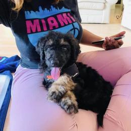 Bernedoodle Puppies from Doodles of Tampa Bay