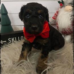 Agnes - Phantom male Poodle puppy in Farley, Iowa from Iowa's Doodle Co.