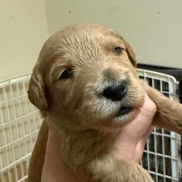 Kelly green collar - Red  male Goldendoodle puppy in Indianapolis, Indiana from ZuGolden Retrievers & Doodles