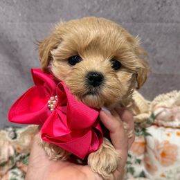 SAKURA - Cafe au lait female Maltipoo puppy in California from Yorkie & Maltese Royalty