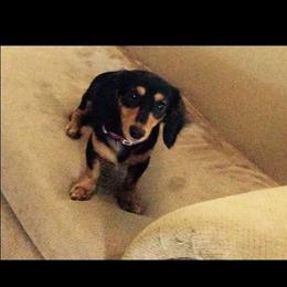 Beaux - Dachshund