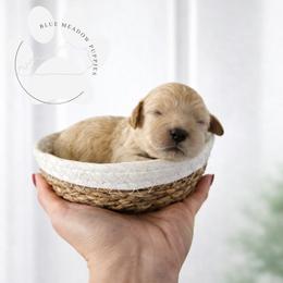 Aspen - Apricot male Cavapoo puppy in London, Kentucky from Blue Meadow Puppies