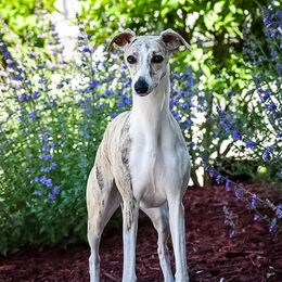 Beezie 🐝 - Whippet
