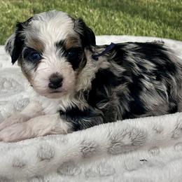 Romeo - male Australian Mountain Doodle puppy in Lincoln, Nebraska from GRand Doodles
